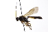  ( - CollHH4155)  @11 [ ] Creative Commons  Attribution Non-Commercial Share-Alike (2024) Hakon Haraldseide Unspecified