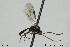  (Lathrolestes clypeatus - CollHH471)  @13 [ ] Creative Commons  Attribution Non-Commercial Share-Alike (2018) Hakon Haraldseide Unspecified