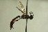  ( - CollHH737)  @14 [ ] Creative Commons  Attribution Non-Commercial Share-Alike (2018) Hakon Haraldseide Unspecified