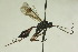  (Xylophrurus dentatus - CollHH818)  @14 [ ] Creative Commons  Attribution Non-Commercial Share-Alike (2018) Hakon Haraldseide Unspecified