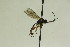  (Glyphicnemis clypealis - CollHH948)  @14 [ ] Creative Commons  Attribution Non-Commercial Share-Alike (2018) Hakon Haraldseide Unspecified