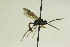  (Endasys annulatus - CollHH961)  @14 [ ] Creative Commons  Attribution Non-Commercial Share-Alike (2018) Hakon Haraldseide Unspecified