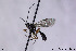  (Syrphoctonus idari - CollHH97)  @13 [ ] CreativeCommons - Attribution Non-Commercial (2018) Hakon Haraldseide NTNU University Museum, Department of Natural History