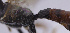  ( - CollHH507)  @11 [ ] CreativeCommons - Attribution Share-Alike (2021) Hakon Haraldseide NTNU University Museum, Department of Natural History