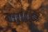  (Pachyotominae - 2956H07_Ro004)  @11 [ ] Unspecified (default): All Rights Reserved  Unspecified Unspecified