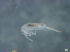  (Pseudosinella theodoridesi - 10785H01_09Faille10)  @11 [ ] CreativeCommons - Attribution Non-Commercial Share-Alike (2011) Louis Deharveng MNHN