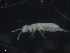  ( - 16707-B12)  @13 [ ] CreativeCommons - Attribution (2010) David Porco Centre for Biodiversity Genomics