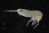 (Lepidocyrtus vexillosus - 11456G01_CRO11011)  @11 [ ] CreativeCommons - Attribution Non-Commercial No Derivatives (2011) Marko Lukic Croatian Biospeleological Society
