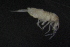 (Pseudosinella albida - 11456D07_CRO11024)  @11 [ ] CreativeCommons - Attribution Non-Commercial No Derivatives (2011) Marko Lukic Croatian Biospeleological Society