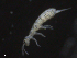  ( - 16707-D10)  @13 [ ] CreativeCommons - Attribution (2010) David Porco Centre for Biodiversity Genomics
