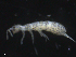  ( - 16707-D12)  @14 [ ] CreativeCommons - Attribution (2010) David Porco Centre for Biodiversity Genomics