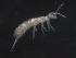  ( - 16707-E11)  @11 [ ] CreativeCommons - Attribution (2010) David Porco Centre for Biodiversity Genomics