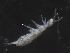  ( - 16707-F02)  @12 [ ] CreativeCommons - Attribution (2010) David Porco Centre for Biodiversity Genomics
