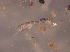  ( - 10784H10_POL11WW06)  @12 [ ] CreativeCommons - Attribution Non-Commercial Share-Alike (2011) Louis Deharveng MNHN