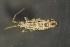  (Orchesella spectabilis - 06141A10_MDS1113)  @14 [ ] CreativeCommons - Attribution Non-Commercial No Derivatives (2011) Galina Bushmakiu Institute of Zoology of ASM, Moldova