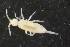  (Pseudosinella moldavica - 11595B12_MDC1148)  @14 [ ] CreativeCommons - Attribution Non-Commercial No Derivatives (2011) Galina Bushmakiu Institute of Zoology of ASM, Moldova