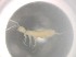  ( - 11598D02_ALGHK0817)  @11 [ ] Unspecified (default): All Rights Reserved  Unspecified Unspecified