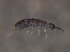  (Desoria trispinata - 12108C08_BEL046)  @13 [ ] CreativeCommons - Attribution Non-Commercial Share-Alike (2013) Louis Deharveng MNHN Paris