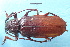  (Leiophysis dujardini - CLV7931)  @11 [ ] CreativeCommons  Attribution Non-Commercial Share-Alike (2018) Carlos Lopez Vaamonde Institut National de la Recherche Agronomique, Zoologie Forestiere