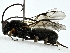  ( - BIOUG85477-A07)  @11 [ ] CreativeCommons - Attribution (2022) CBG Photography Group Centre for Biodiversity Genomics