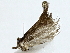 ( - BIOUG85477-G06)  @11 [ ] CreativeCommons - Attribution (2022) CBG Photography Group Centre for Biodiversity Genomics