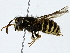  ( - BIOUG91353-E09)  @11 [ ] CreativeCommons - Attribution (2022) CBG Photography Group Centre for Biodiversity Genomics