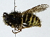  ( - BIOUG91353-E11)  @11 [ ] CreativeCommons - Attribution (2022) CBG Photography Group Centre for Biodiversity Genomics