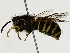  ( - BIOUG91353-F01)  @11 [ ] CreativeCommons - Attribution (2022) CBG Photography Group Centre for Biodiversity Genomics