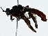  (Laphria felis - BIOUG91353-G03)  @11 [ ] CreativeCommons - Attribution (2022) CBG Photography Group Centre for Biodiversity Genomics
