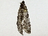  ( - BIOUG91354-H03)  @11 [ ] CreativeCommons - Attribution (2022) CBG Photography Group Centre for Biodiversity Genomics
