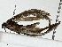  ( - BIOUG91354-H11)  @11 [ ] CreativeCommons - Attribution (2022) CBG Photography Group Centre for Biodiversity Genomics