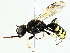  ( - BIOUG91355-F01)  @11 [ ] CreativeCommons - Attribution (2022) CBG Photography Group Centre for Biodiversity Genomics