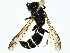  ( - BIOUG91355-H03)  @11 [ ] CreativeCommons - Attribution (2022) CBG Photography Group Centre for Biodiversity Genomics