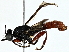  ( - BIOUG91356-C04)  @11 [ ] CreativeCommons - Attribution (2022) CBG Photography Group Centre for Biodiversity Genomics