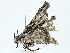  ( - BIOUG91356-G12)  @11 [ ] CreativeCommons - Attribution (2022) CBG Photography Group Centre for Biodiversity Genomics