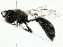  ( - BIOUG91358-B01)  @11 [ ] CreativeCommons - Attribution (2022) CBG Photography Group Centre for Biodiversity Genomics