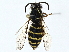  ( - BIOUG97729-C10)  @11 [ ] CreativeCommons - Attribution (2023) CBG Photography Group Centre for Biodiversity Genomics