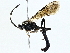  ( - BIOUG97730-A04)  @11 [ ] CreativeCommons - Attribution (2023) CBG Photography Group Centre for Biodiversity Genomics