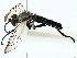  ( - BIOUG97730-H08)  @11 [ ] CreativeCommons - Attribution (2023) CBG Photography Group Centre for Biodiversity Genomics