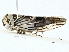  ( - BIOUG97732-H08)  @11 [ ] CreativeCommons - Attribution (2023) CBG Photography Group Centre for Biodiversity Genomics