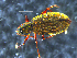  (Ectemnorhinus - 30323A11_Esi_3772)  @11 [ ] Unspecified (default): All Rights Reserved (2018) Unspecified Monash University
