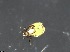  (Halozetes - ROTH_1L3_BF_MITE_SP_1_C1)  @11 [ ] Copyright (2025) Monash University Monash University