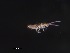  ( - SRNPlitter7entomospA)  @11 [ ] Copyright (2025) Monash University Monash University
