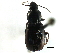  ( - CCDB-22961-H09)  @13 [ ] CreativeCommons - Attribution (2014) CBG Photography Group Centre for Biodiversity Genomics