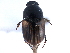  (Diapterna hamata - CCDB-22964-A07)  @14 [ ] CreativeCommons - Attribution (2014) CBG Photography Group Centre for Biodiversity Genomics