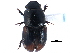 ( - CCDB-22964-A12)  @11 [ ] CreativeCommons - Attribution (2014) CBG Photography Group Centre for Biodiversity Genomics