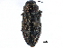  (Chrysobothris cribraria - CCDB-22964-G04)  @14 [ ] CreativeCommons - Attribution (2014) CBG Photography Group Centre for Biodiversity Genomics