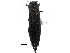  (Agrilus granulatus - CCDB-22964-H03)  @14 [ ] CreativeCommons - Attribution (2014) CBG Photography Group Centre for Biodiversity Genomics