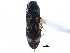 ( - CCDB-22965-B11)  @11 [ ] CreativeCommons - Attribution (2015) CBG Photography Group Centre for Biodiversity Genomics