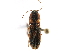  ( - CCDB-22965-F07)  @13 [ ] CreativeCommons - Attribution (2015) CBG Photography Group Centre for Biodiversity Genomics